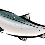 時鮭、トキシラズの通販お取り寄せの人気ランキング。北海道の高級鮭トキシラズ（時鮭、時知らず）脂のりが良くて美味しく、その知名度から高級海鮮ギフトとしても喜ばれます。時鮭お取り寄せを一覧で比較、口コミランキングなどで人気のものを特集しています。高級鮭トキシラズ時鮭通販おすすめランキングイラスト2